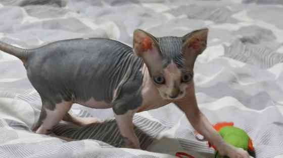 Сфинкс Донецк