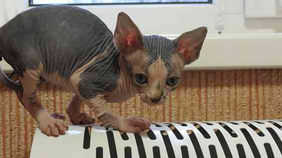 Сфинкс Донецк