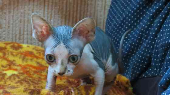 Сфинкс Донецк