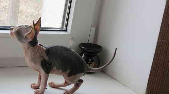 Сфинкс Донецк