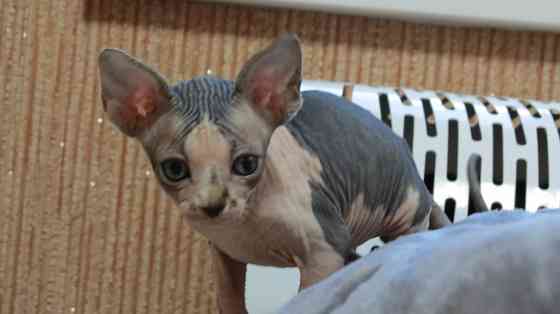 Сфинкс Донецк