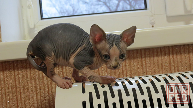 Сфинкс Донецк - изображение 3