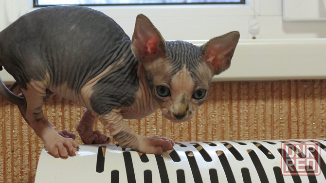 Сфинкс Донецк - изображение 2