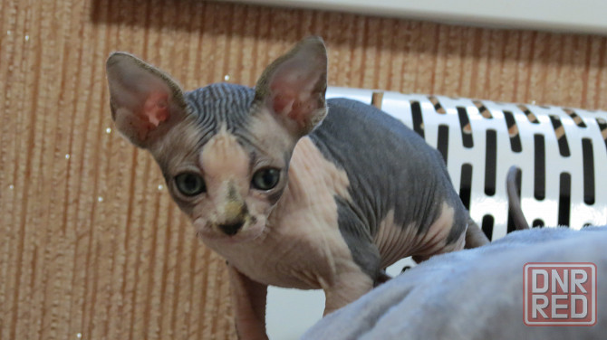 Сфинкс Донецк - изображение 1