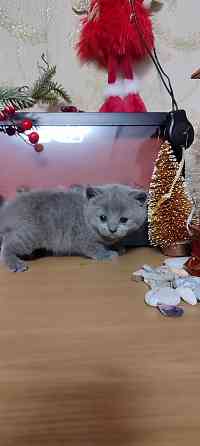 Шотландские девочки Макеевка