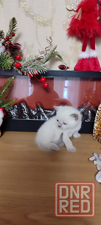 Шотландские девочки Макеевка - изображение 1