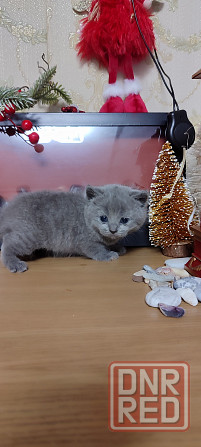 Шотландские девочки Макеевка - изображение 2