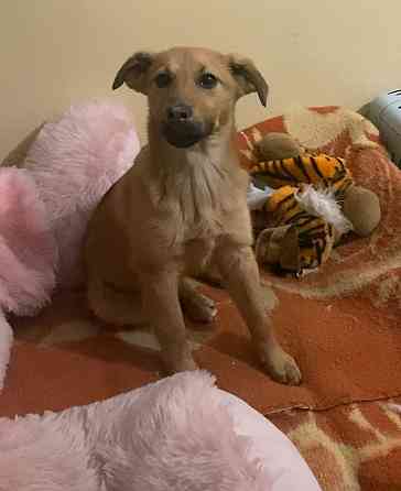 Ищет дом ласковый ребенок Донецк