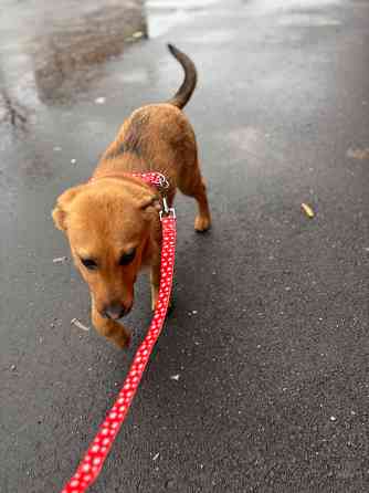 Ищет дом ласковый ребенок Донецк