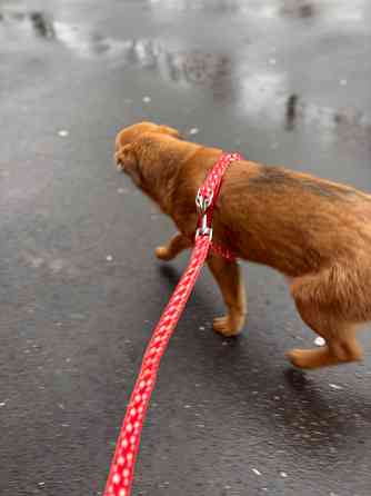 Ищет дом ласковый ребенок Донецк