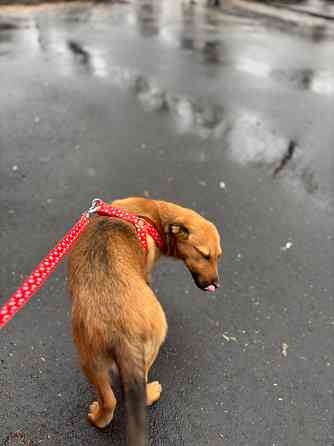 Ищет дом ласковый ребенок Донецк