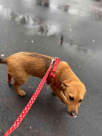 Ищет дом ласковый ребенок Донецк