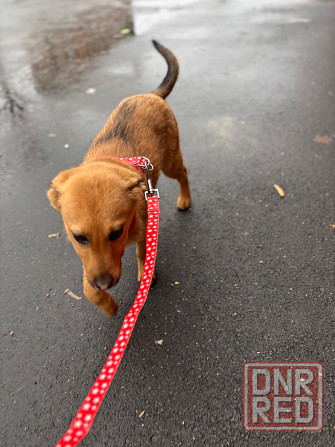 Ищет дом ласковый ребенок Донецк - изображение 2