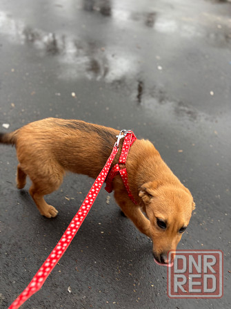 Ищет дом ласковый ребенок Донецк - изображение 1