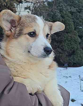 Щенок вельш корги пемброк племенной питомник TelmanHaus Харцызск