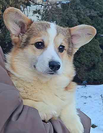 Щенок вельш корги пемброк племенной питомник TelmanHaus Харцызск