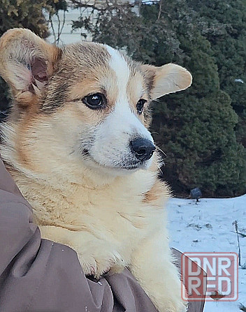 Щенок вельш корги пемброк племенной питомник TelmanHaus Харцызск - изображение 2