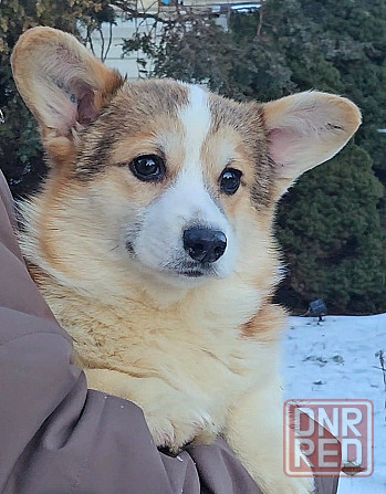 Щенок вельш корги пемброк племенной питомник TelmanHaus Харцызск - изображение 1