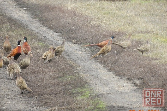 богатый Ростов-на-дону' зануда Донецк - изображение 1
