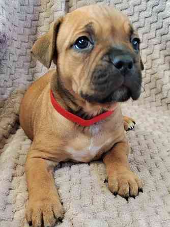 Щенки стаффордширского терьера Донецк