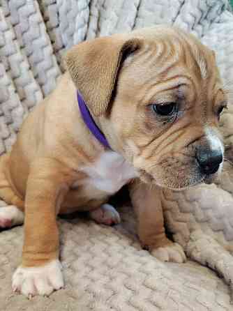 Щенки стаффордширского терьера Донецк