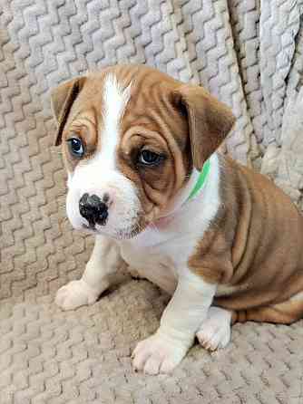 Щенки стаффордширского терьера Донецк