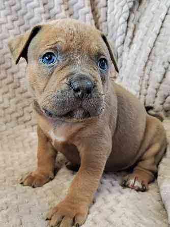 Щенки стаффордширского терьера Донецк