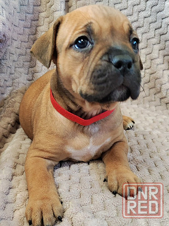 Щенки стаффордширского терьера Донецк - изображение 1