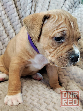 Щенки стаффордширского терьера Донецк - изображение 4