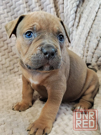 Щенки стаффордширского терьера Донецк - изображение 3