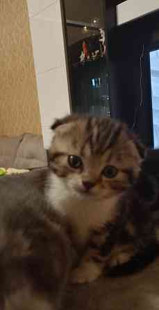 Шотландские котята Донецк