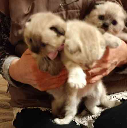 Шотландские котята Донецк