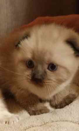 Шотландские котята Донецк