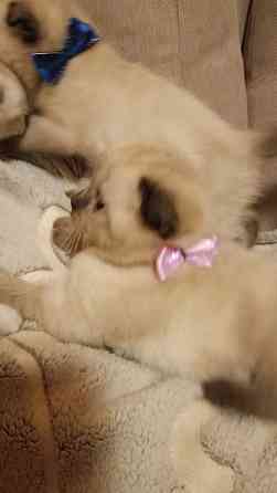 Шотландские котята Донецк