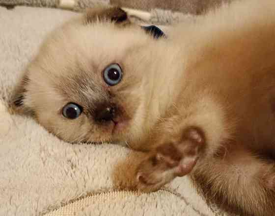 Шотландские котята Донецк