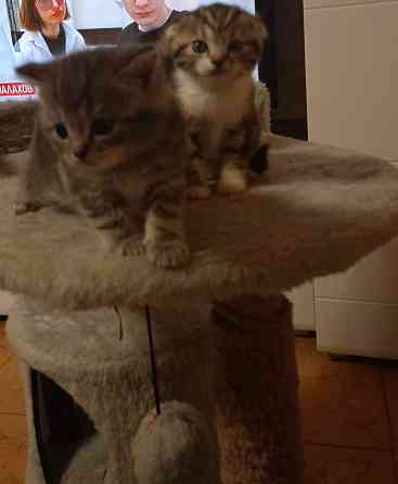 Шотландские котята Донецк