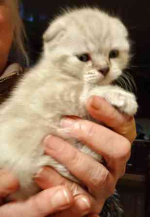 Шотландские котята Донецк