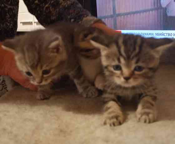 Шотландские котята Донецк