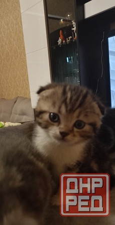 Шотландские котята Донецк - изображение 2