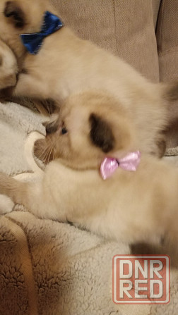 Шотландские котята Донецк - изображение 5