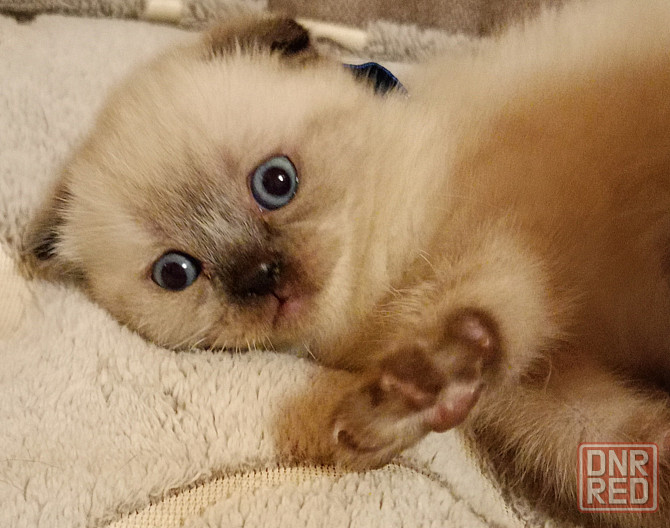 Шотландские котята Донецк - изображение 3