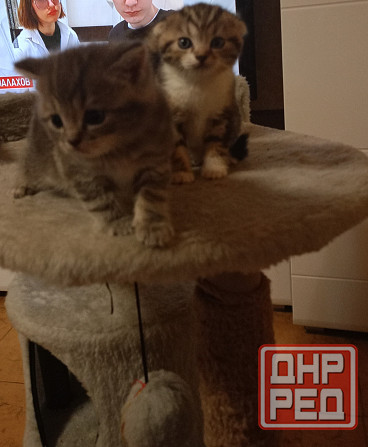 Шотландские котята Донецк - изображение 3