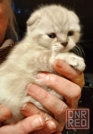 Шотландские котята Донецк - изображение 4