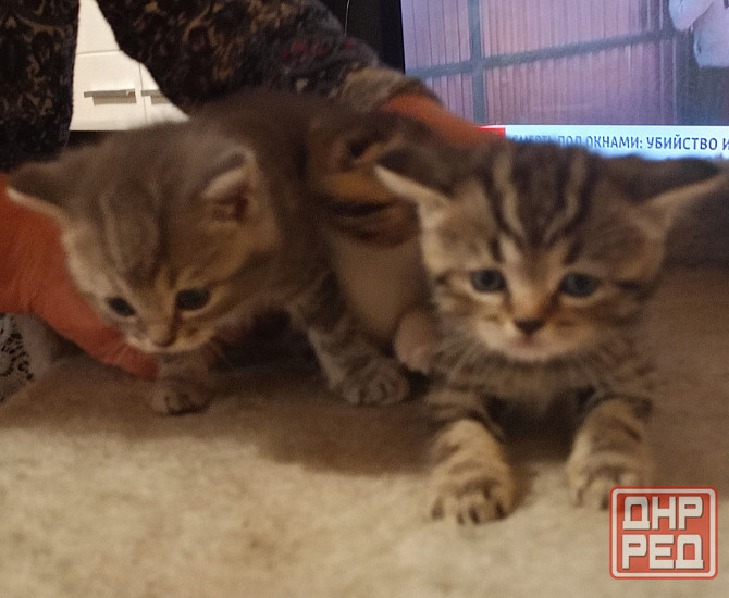 Шотландские котята Донецк - изображение 1