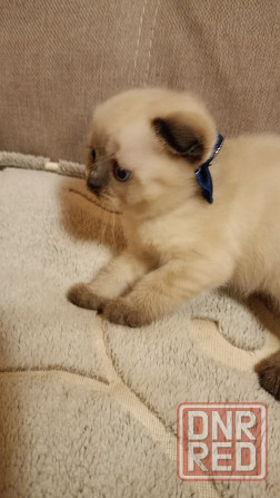 Шотландские котята Донецк - изображение 2