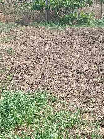 Профессиональная обрезка фруктовых деревьев и кустарников Донецк