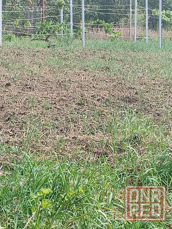 Профессиональная обрезка фруктовых деревьев и кустарников Донецк - изображение 2