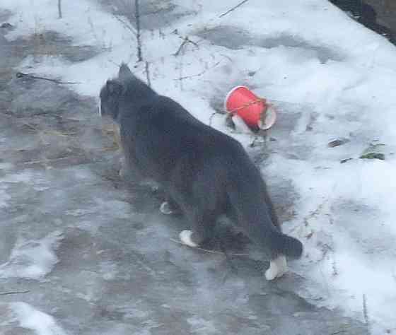 Даже и машины в "джинсах" Донецк