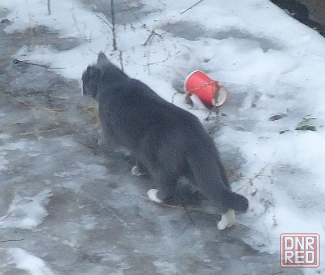 Даже и машины в "джинсах" Донецк - изображение 1