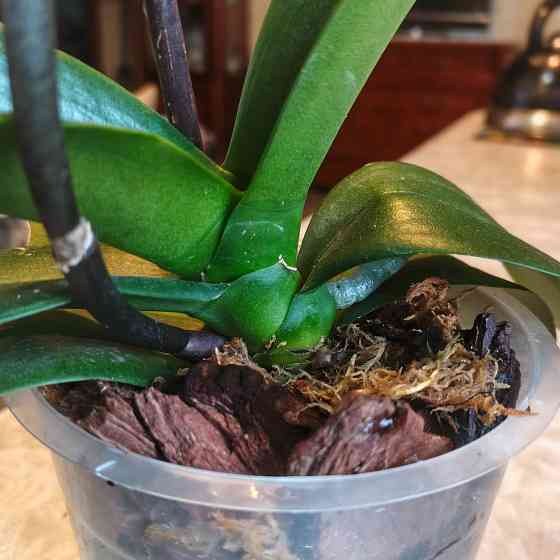 Орхидея фаленопсис Scorpio Донецк